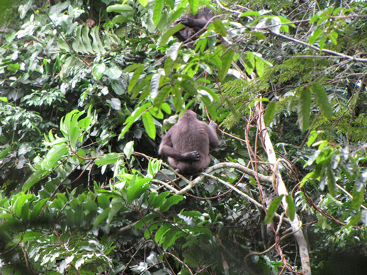 A rubbish photo of a gorilla